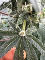 IMG_4488.jpeg