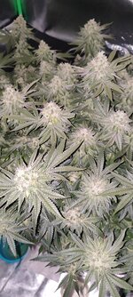 IMG_7757.jpeg
