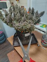 IMG_20260417_015213.jpg