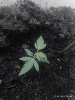 IMG_20260417_063956.jpg
