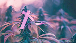 geksakannabitriol-kannabinoid-protiv-raka__Jm4uNTaDBXDcJ8Er.jpg