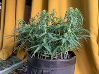 IMG_0661.jpeg