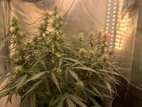 IMG_1003.jpeg