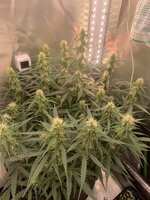 IMG_1020.jpeg