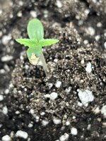 IMG_2773.jpeg