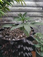 IMG_20260506_113241.jpg