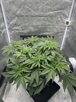 IMG_8409.jpeg