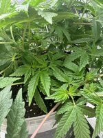 IMG_8410.jpeg
