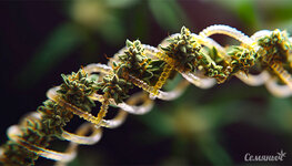 konoplya-i-gmo-geneticheski-uluchshennyy-kannabis__nSTMnICFZYyVKZPz.jpg