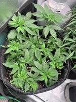 IMG_1859.jpeg