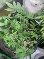 IMG_1979.jpeg
