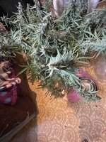IMG_4351.jpeg
