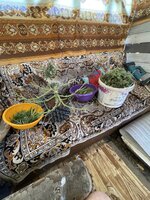 IMG_4352.jpeg