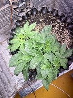 IMG_4434.jpeg
