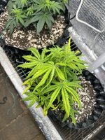 IMG_3203.jpeg