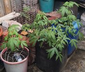342.jpg