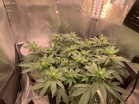 IMG_2775.jpeg