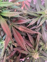 IMG_3348.jpeg