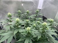 IMG_3081.jpeg