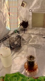 IMG_20260724_181052_436.jpg