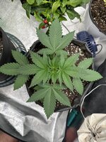 IMG_3501.jpeg
