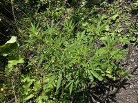 IMG_9839.jpeg