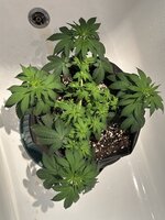 IMG_3948.jpeg