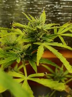 1000010736.jpg