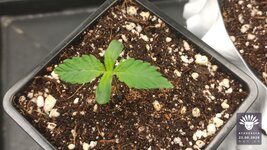 2026-08-22_aya-01_veg-w01d05_macro_01.jpg