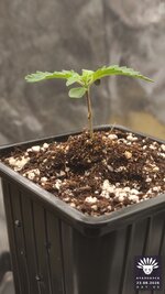 2026-08-23_aya-01_veg-w01d06_macro_02.jpg