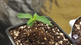 2026-08-23_aya-01_veg-w01d06_macro_03.jpg