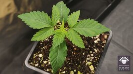 2026-08-27_aya-01_veg-w01d10_macro_01.jpg