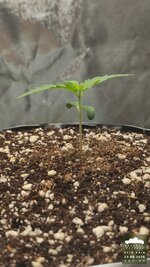 2026-08-23_acid-rain-01_veg-w01d06_full_01.jpg