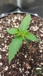 2026-08-24_acid-rain-01_veg-w01d07_canopy_01.jpg