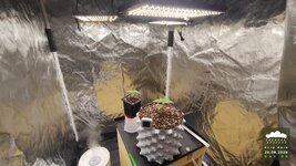 2026-08-26_acid-rain-01_veg-w01d09_setup_01.jpg