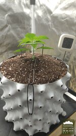 2026-08-28_acid-rain-01_veg-w01d11_full_01.jpg