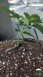 2026-08-28_acid-rain-01_veg-w01d11_macro_02.jpg