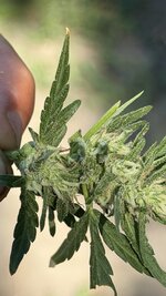 Первый гров в своей жизни на открытом поле сорта LSD AUTO