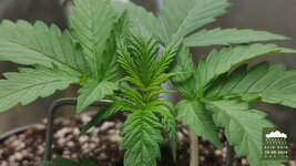 2026-08-30_acid-rain-01_veg-w02d13_macro_01.jpg