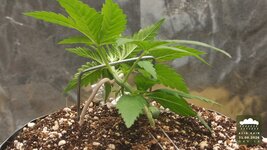 2026-08-31_acid-rain-01_veg-w02d14_full_01.jpg