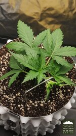 2026-09-02_acid-rain-01_veg-w02d16_canopy_02.jpg