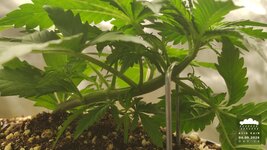 2026-09-04_acid-rain-01_veg-w02d18_macro_01.jpg