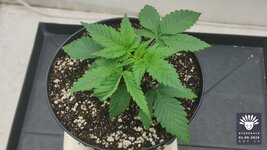 2026-09-01_aya-01_veg-w02d15_canopy_01.jpg