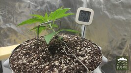03_2026-08-29_acid-rain-01_veg-w02d12_full_01.jpg