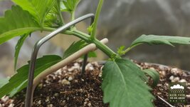 04_2026-08-30_acid-rain-01_veg-w02d13_macro_02.jpg