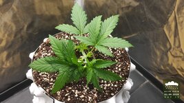 07_2026-09-01_acid-rain-01_veg-w02d15_canopy_02.jpg