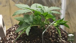 08_2026-09-02_acid-rain-01_veg-w02d16_full_02.jpg