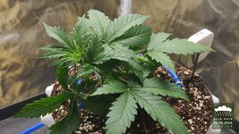 10_2026-09-04_acid-rain-01_veg-w02d18_canopy_01.jpg