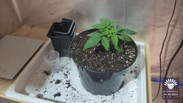 07_2026-08-30_aya-01_veg-w02d13_setup_06.jpg