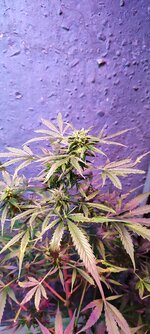 IMG_20260906_192611.jpg